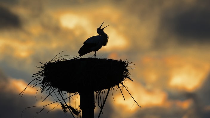 Storch in seinem Horst vor Sonnenuntergang
