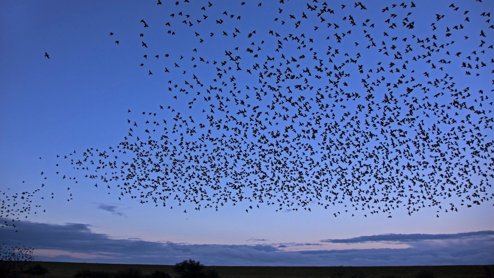 Vögel: Zugvögel - Voegel - Natur - Planet Wissen