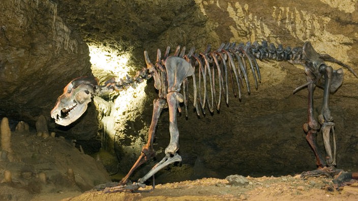 Skelett eines Höhlenbären