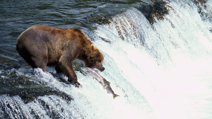 Ein Braunbär steht an einem Bach und fängt einen Fisch aus der Luft