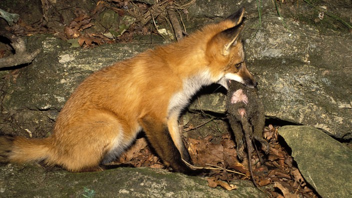 Ein Fuchs hält ein Beuteltier im Maul.