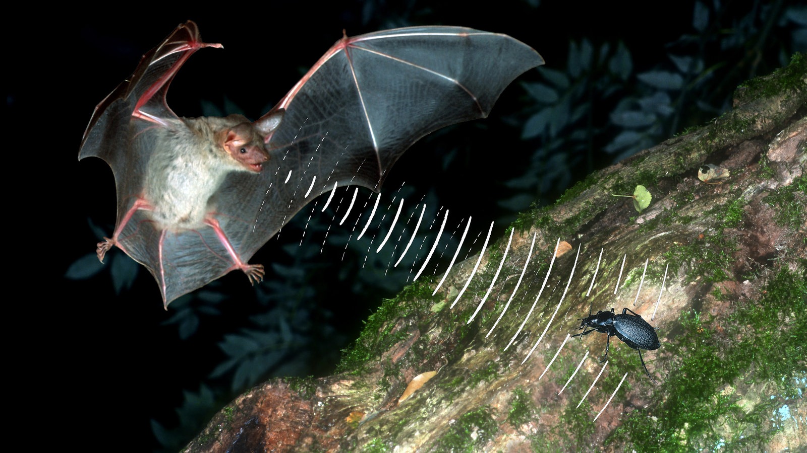 Fledermäuse Sehen mit den Ohren Fledermäuse Wildtiere