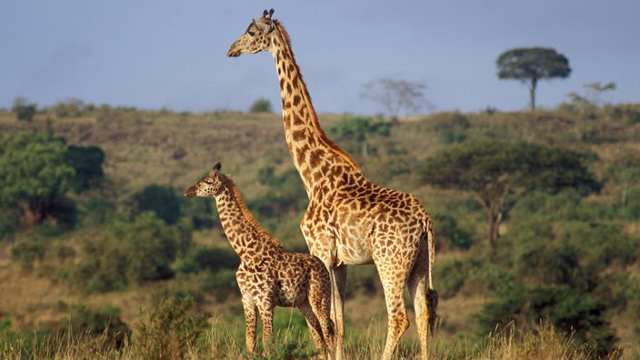 Eine Giraffenmutter mit Baby in der Savanne