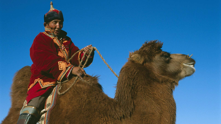 Mongole reitet auf einem Trampeltier.