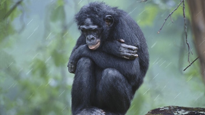 Ein Bonobo kauert im Regen und hält sich warm.