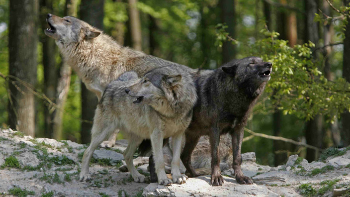 Drei Wölfe stehen heulend auf einem Felsen im Wald