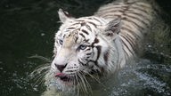 Weißer Tiger im Wasser