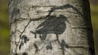 Auf dem Stamm eines Baumes zeichnet sich deutlich der Schatten eines Waldvogels ab.