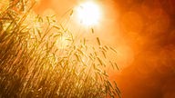 Reifes Getreide auf einem Feld von unten gegen die Sonne fotografiert, die an einem orangenen Himmel scheint.