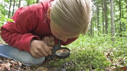 Ein Mädchen betrachtet durch eine Lupe Moos, welches auf einem Waldboden wächst.
