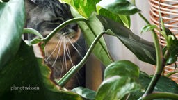Eine Katze zwischen den grünen Blättern einer Philodendron-Zimmerpflanze.