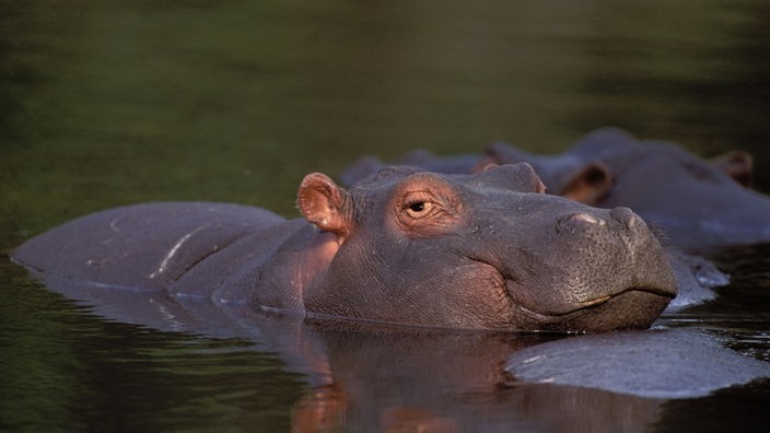 Ein Flusspferd guckt mit dem Kopf und dem Rücken aus dem Wasser