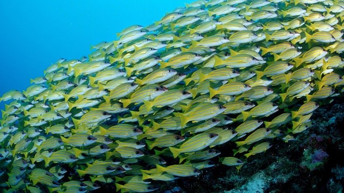 Ein Schwarm Fische. | Bildquelle: Interfoto Ein Schwarm Fische.