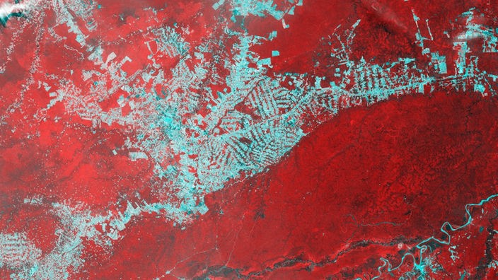 Großflächige farbige Gebiete. Abgeholzte Areale erscheinen grau, intakter Regenwald rot.  Der Bildausschnitt ist 400 Kilometer breit.