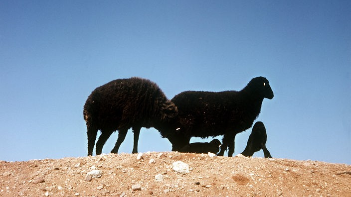 Schwarze Karakul-Schafe auf einem kargen Hügel.