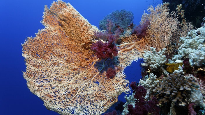 Ein mit einer Weichkoralle bewachsener Gorgonienfächer im Roten Meer | Bildquelle: imago Ein mit einer Weichkoralle bewachsener Gorgonienfächer im Roten Meer