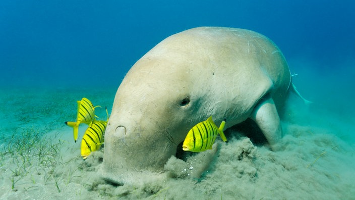 Seekuh, neben der drei Fische schwimmen | Bildquelle: Mauritius Seekuh, neben der drei Fische schwimmen