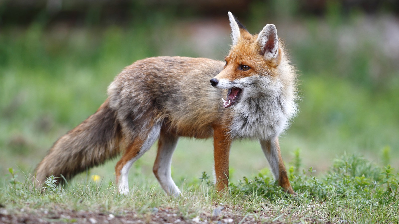 Heimische Waldbewohner: Tiere im Wald - Tierwelt - Natur - Planet Wissen