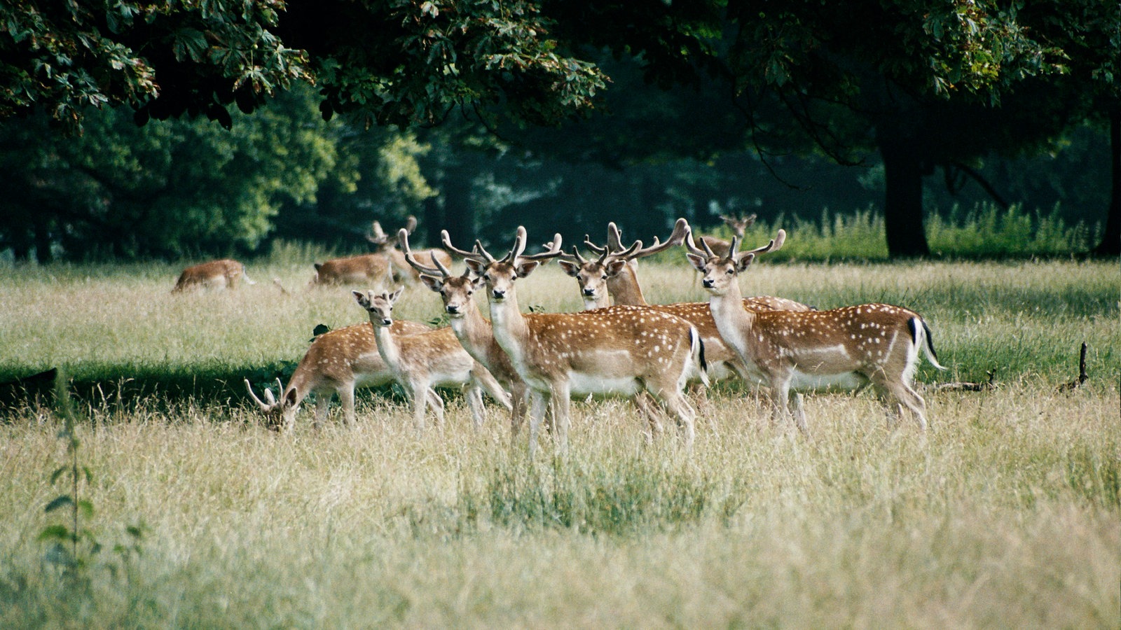 Heimische Waldbewohner: Tiere im Wald - Tierwelt - Natur - Planet Wissen