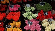 Mehrere Blumensorten in verschiedenen Farben, die in Behältern stehen
