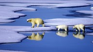 Eine Eisbärenmutter marschiert mit ihren beiden Jungen auf Futtersuche über Eisschollen.