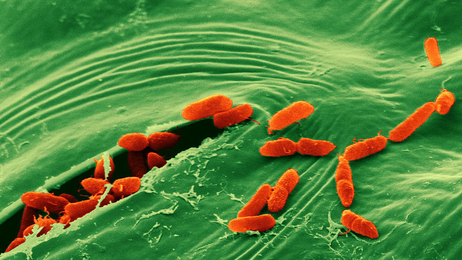 Supermacht im Mikrokosmos Bakterien Wissen