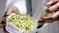 Eine Laborantin öffnet ein Paket mit Bockshornklee-Sprossen