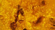 Bernstein mit zahlreichen Luftbläschen, in dem deutlich eine Ameisenarbeiterin zu erkennen ist, die in ihren Kieferzangen eine Larve hält