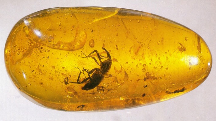 In einem ovalen Bernstein befindet sich relativ mittig ein großer dunkler Käfer. | Bildquelle: Naturkundemuseum Stuttgart In einem ovalen Bernstein befindet sich relativ mittig ein großer dunkler Käfer.