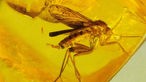 Im gelben Bernstein ist deutlich der Abdruck einer Mücke zu erkennen, der am Hinterleib noch eine Reihe kleiner Eier kleben