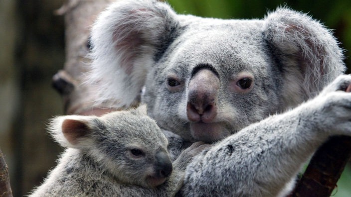 Ein Koala mit Jungem auf dem Rücken