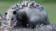 Auf einem Opossum liegen sieben Jungtiere