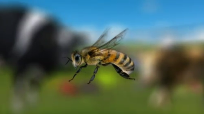 Das Bild zeigt eine Biene.