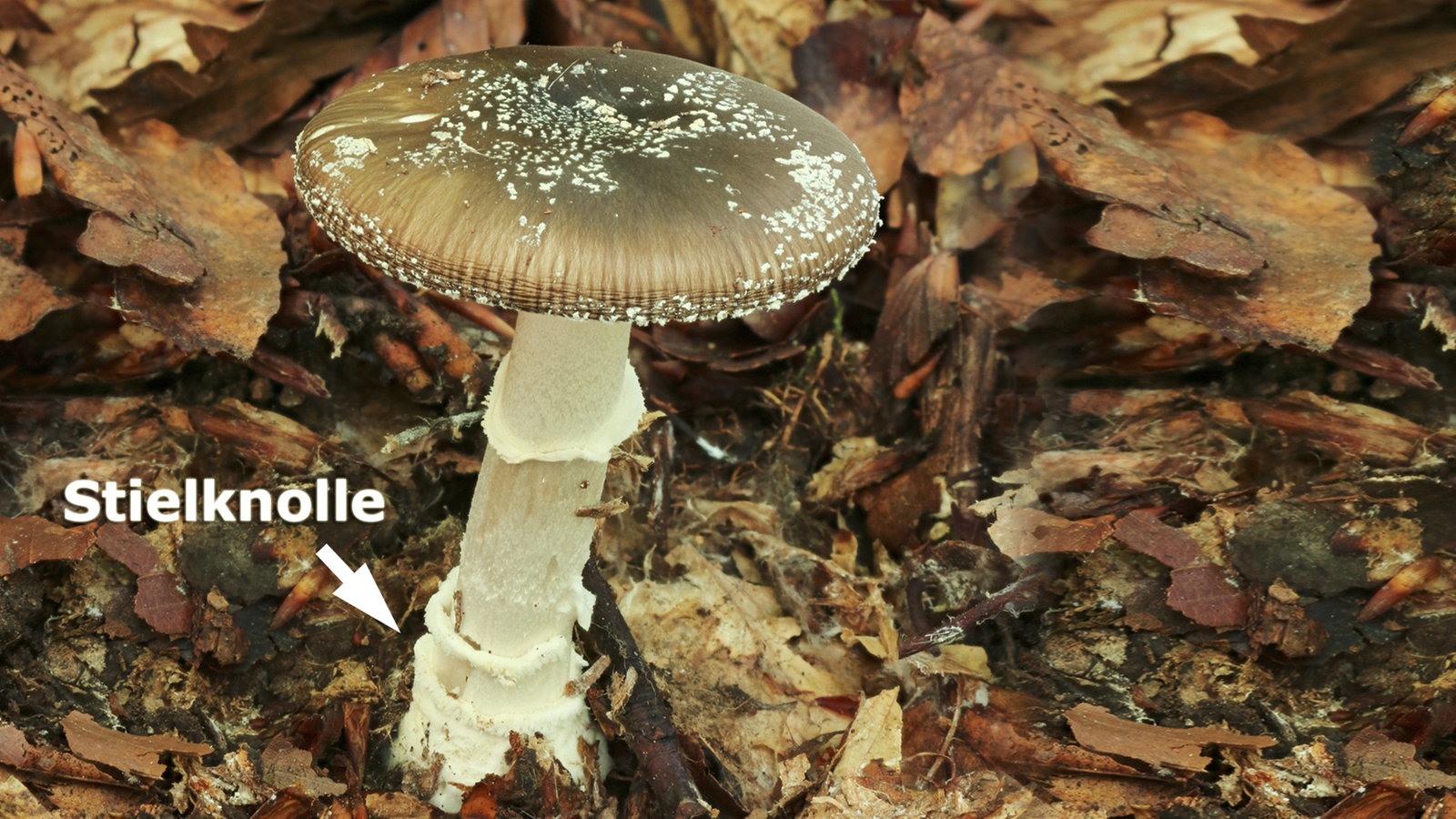 Pantherpilz im Wald.