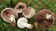 Schaf-Champignons auf einer Wiese.