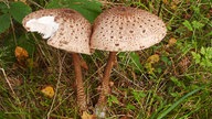 Parasol  im Wald.