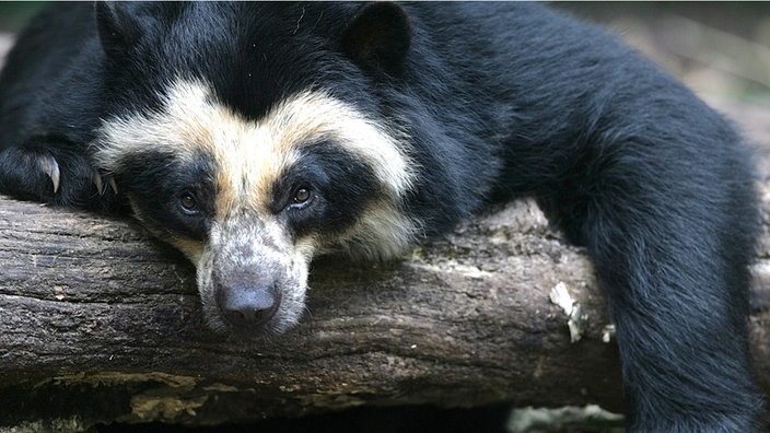 Ein Brillenbär liegt gemütlich auf einem Baumstamm | Bildquelle: dpa Ein Brillenbär liegt gemütlich auf einem Baumstamm