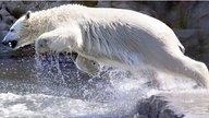 Eisbär spring ins Wasser