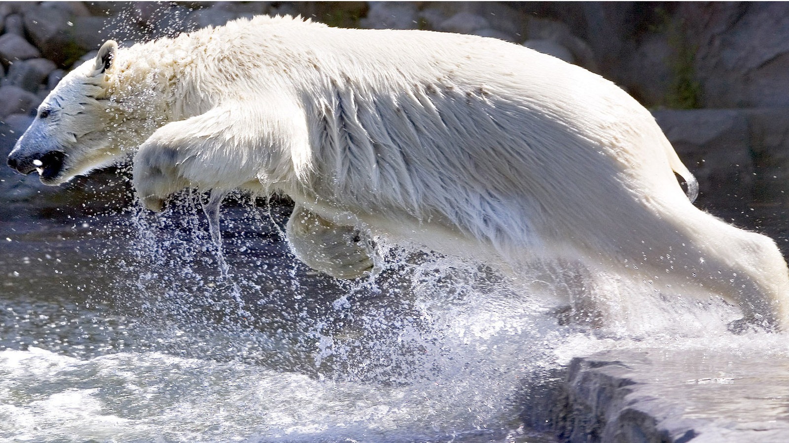 Eisbär spring ins Wasser
