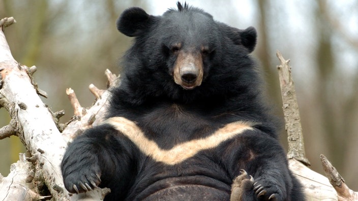 Der Kragenbär liegt gemütlich auf dem Rücken | Bildquelle: dpa Der Kragenbär liegt gemütlich auf dem Rücken