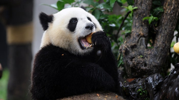 Der Große Panda mit einer Frucht im Maul