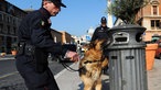 Hund sucht an einem Mülleimer in Rom nach Bomben.