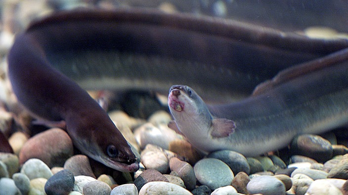 Zwei Aale schwimmen im Wasser. | Bildquelle: ddp Zwei Aale schwimmen im Wasser.