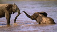 Zwei Elefanten baden im Wasser.