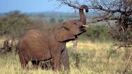 Ein Elefant versucht mit seinem Rüssel an den Ast eines Baumes zu kommen.