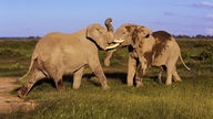 Zwei Elefantenbullen stehen sich kämpfend gegenüber.