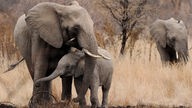 Eine Elefantenmutter umschlingt ihr Junges mit dem Rüssel.
