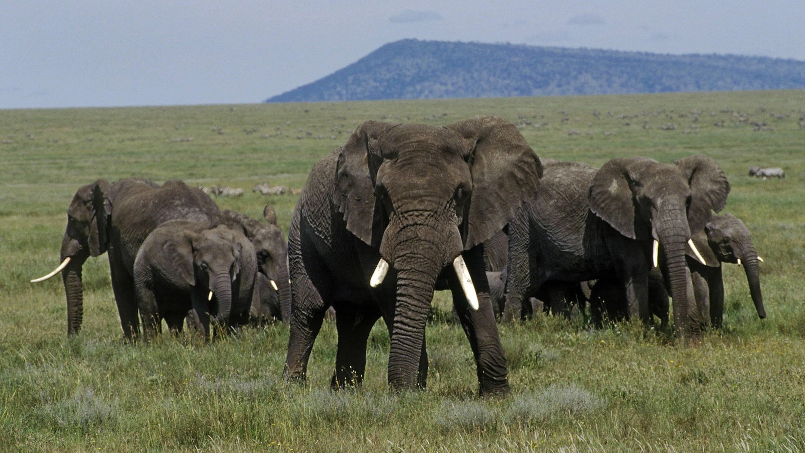 Eine Gruppe Afrikanischer Elefanten in der Savanne. Ein Elefant steht drohend in Richtung Betrachter.