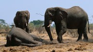 Zwei Elefanten stehen vor dem Kadaver eines Herdenmitglieds.