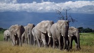 Eine Elefantenherde wandert durch die Savanne.